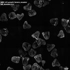 gastrula–juvenile: mid-gastrula stage (HCR signal)