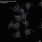 gastrula–juvenile: early feeding larva period (DAPI overlay)
