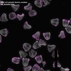 gastrula–juvenile: mid-gastrula stage (DAPI overlay)