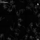 gastrula–juvenile: early feeding larva period (HCR signal)