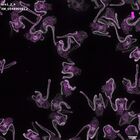 gastrula–juvenile: early feeding larva period (DAPI overlay)