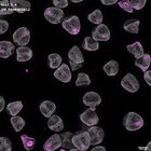 gastrula–juvenile: mid-gastrula stage (DAPI overlay)