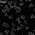 gastrula–juvenile: mid-gastrula stage (HCR signal)