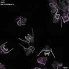 gastrula–juvenile: early feeding larva period (DAPI overlay)