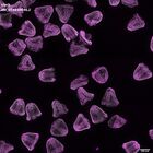gastrula–juvenile: mid-gastrula stage (DAPI overlay)