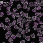 gastrula–juvenile: mid-gastrula stage (DAPI overlay)