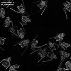 gastrula–juvenile: early feeding larva period (HCR signal)