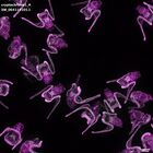 gastrula–juvenile: early feeding larva period (DAPI overlay)