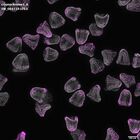 gastrula–juvenile: mid-gastrula stage (DAPI overlay)