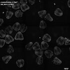 gastrula–juvenile: mid-gastrula stage (HCR signal)