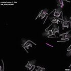 gastrula–juvenile: early feeding larva period (DAPI overlay)