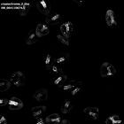 gastrula–juvenile: mid-gastrula stage (HCR signal)