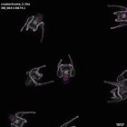 gastrula–juvenile: early feeding larva period (DAPI overlay)