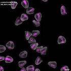 gastrula–juvenile: mid-gastrula stage (DAPI overlay)