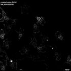 gastrula–juvenile: early feeding larva period (HCR signal)
