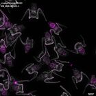 gastrula–juvenile: early feeding larva period (DAPI overlay)