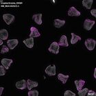 gastrula–juvenile: mid-gastrula stage (DAPI overlay)