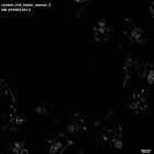gastrula–juvenile: early feeding larva period (HCR signal)