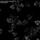 gastrula–juvenile: mid-gastrula stage (HCR signal)