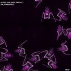 gastrula–juvenile: early feeding larva period (DAPI overlay)