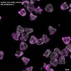 gastrula–juvenile: mid-gastrula stage (DAPI overlay)