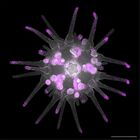 gastrula–juvenile: early juvenile stage (DAPI overlay)