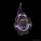 gastrula–juvenile: late feeding larva period (DAPI overlay)