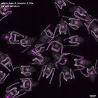 gastrula–juvenile: early feeding larva period (DAPI overlay)