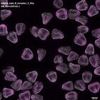 gastrula–juvenile: mid-gastrula stage (DAPI overlay)