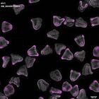 gastrula–juvenile: mid-gastrula stage (DAPI overlay)