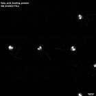 gastrula–juvenile: early feeding larva period (HCR signal)