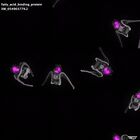 gastrula–juvenile: early feeding larva period (DAPI overlay)