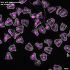 gastrula–juvenile: mid-gastrula stage (DAPI overlay)
