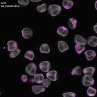 gastrula–juvenile: mid-gastrula stage (DAPI overlay)