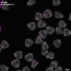 gastrula–juvenile: mid-gastrula stage (DAPI overlay)