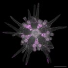 gastrula–juvenile: early juvenile stage (DAPI overlay)
