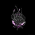 gastrula–juvenile: late feeding larva period (DAPI overlay)