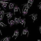 gastrula–juvenile: early feeding larva period (DAPI overlay)