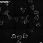 gastrula–juvenile: mid-gastrula stage (HCR signal)