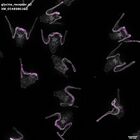gastrula–juvenile: early feeding larva period (DAPI overlay)