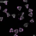 gastrula–juvenile: mid-gastrula stage (DAPI overlay)