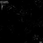 gastrula–juvenile: early feeding larva period (HCR signal)