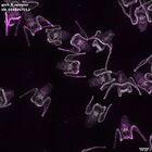 gastrula–juvenile: early feeding larva period (DAPI overlay)