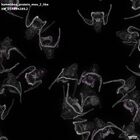 gastrula–juvenile: early feeding larva period (DAPI overlay)