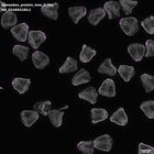 gastrula–juvenile: mid-gastrula stage (DAPI overlay)