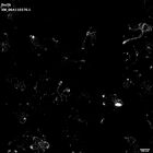 gastrula–juvenile: early feeding larva period (HCR signal)