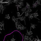 gastrula–juvenile: early feeding larva period (DAPI overlay)
