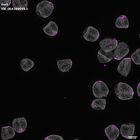 gastrula–juvenile: mid-gastrula stage (DAPI overlay)