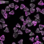 gastrula–juvenile: mid-gastrula stage (DAPI overlay)