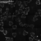 gastrula–juvenile: mid-gastrula stage (HCR signal)